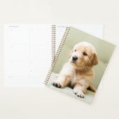 Golden Retriever Puppy sur canapé (Devant avec enveloppe)