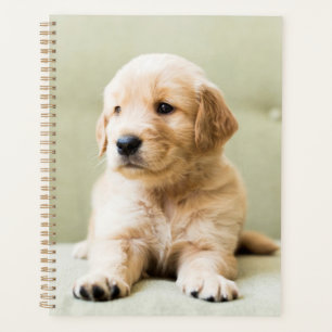 Golden Retriever Puppy sur canapé