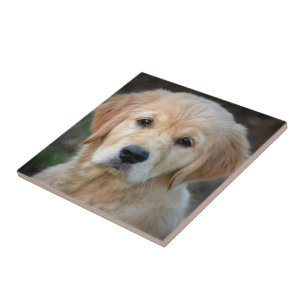 Golden Retriever Puppy Tegeltje