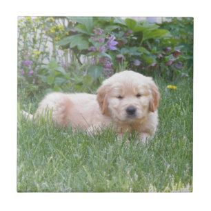 Golden Retriever Puppy Tegeltje