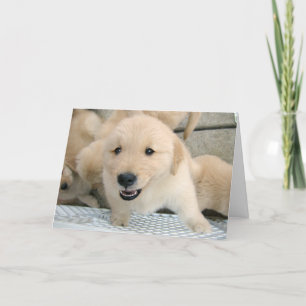 Golden Retriever Puppy Therapy Get Well Kaart