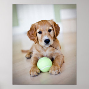 Golden Retriever Puppy wil spelen Poster