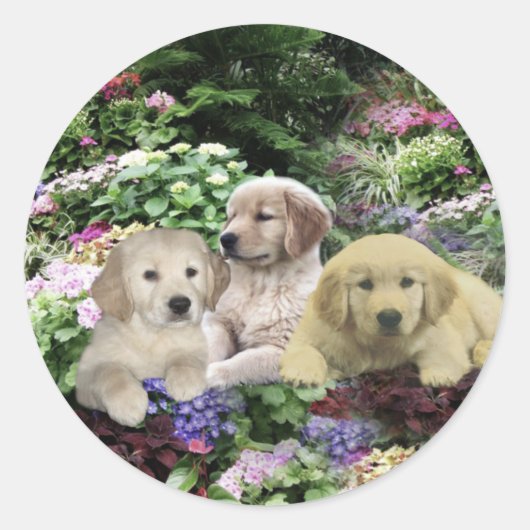 Golden Retriever Pups In Tuin Sticker (Voorkant)
