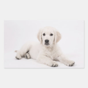 Golden Retriever Rechthoekige Sticker