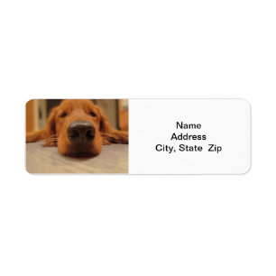 Golden Retriever Return Address Label, Nose Etiket