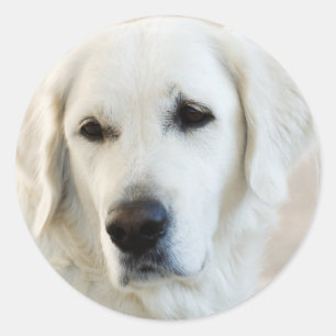 Golden Retriever Ronde Sticker