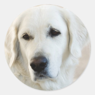 Golden Retriever Ronde Sticker