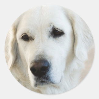 Golden Retriever Ronde Sticker