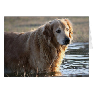 Golden Retriever (Rowdy) die in water staat