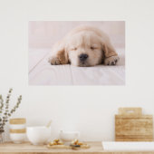Golden Retriever Slaping Poster (Keuken)