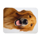 Golden Retriever Smile Magneet (Horizontaal)