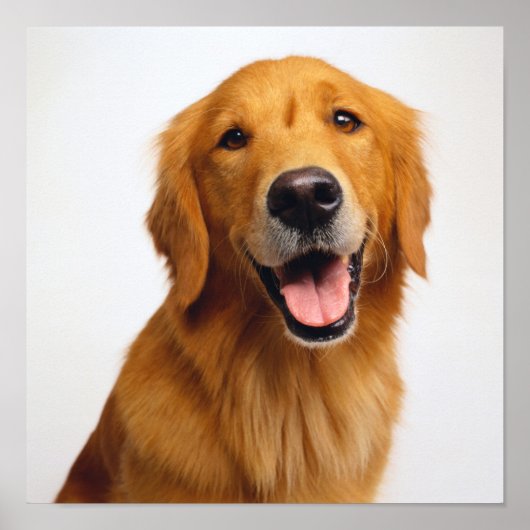 Golden Retriever Smile Poster (Voorkant)