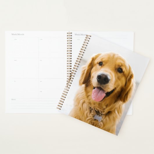 Golden Retriever souriant (Devant avec enveloppe)