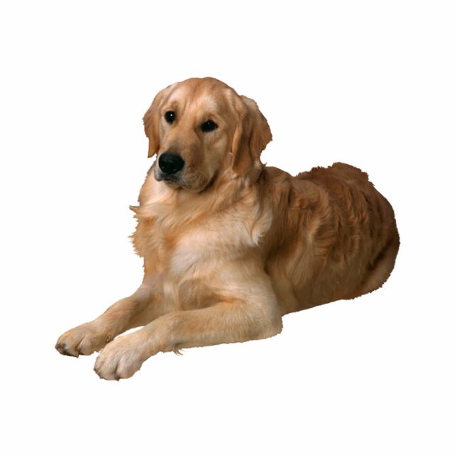 Golden Retriever Staand Fotobeeldje (Voorkant)