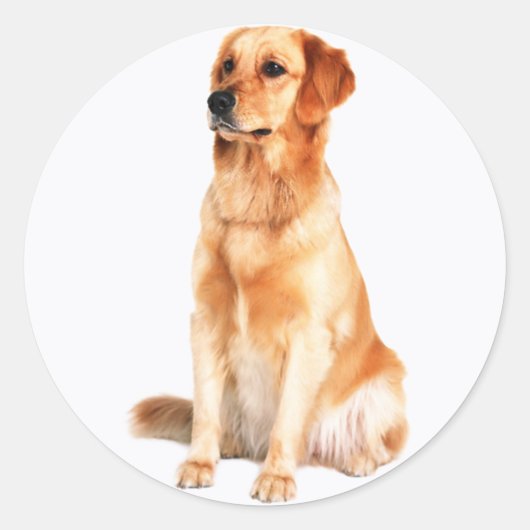 Golden Retriever Sticker (Voorkant)