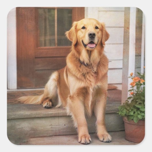 Golden Retriever Stickers (Voorkant)