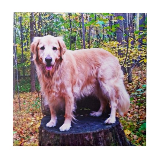 Golden Retriever Tegeltje (Voorkant)