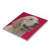 Golden Retriever Tile Tegeltje (Zijkant)