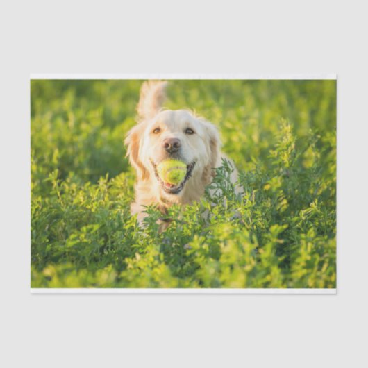 Golden Retriever Tissue Paper Tissuepapier (Voorkant)
