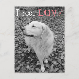 Golden Retriever VALENTIJNSDAG Briefkaart