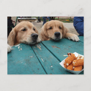 Golden Retriever Verjaardagswensen Briefkaart