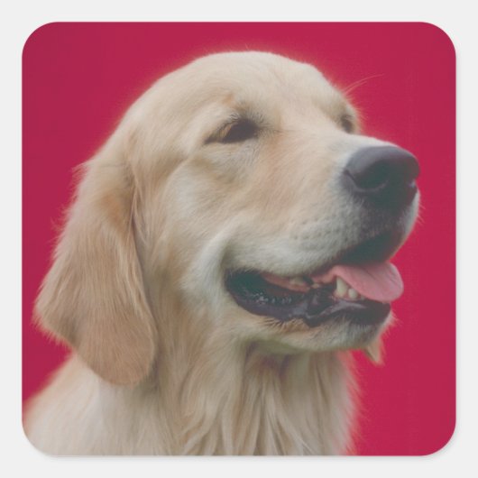 Golden Retriever Vierkante Sticker (Voorkant)