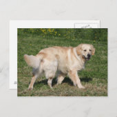 Golden Retriever Walking Briefkaart (Voorkant / Achterkant)