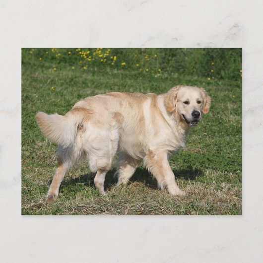 Golden Retriever Walking Briefkaart (Voorkant)