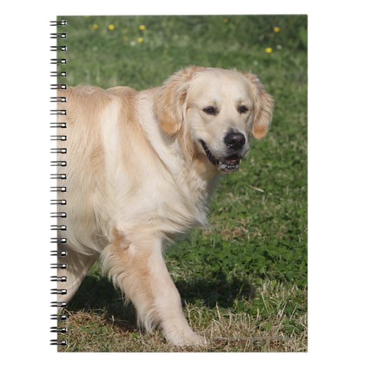Golden Retriever Walking Notitieboek (Voorkant)