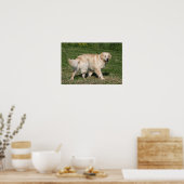 Golden Retriever Walking Poster (Keuken)