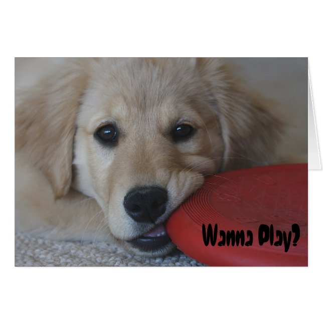 Golden Retriever wil spelen... (Voorkant Horizontaal)