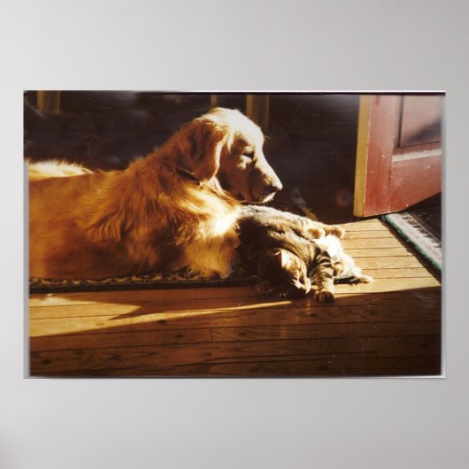 Golden Retriever with Cat Poster (Devant)