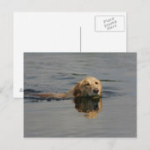 Golden Retriever zwemmen Briefkaart (Voorkant / Achterkant)