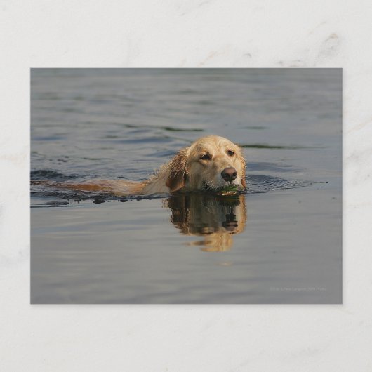 Golden Retriever zwemmen Briefkaart (Voorkant)