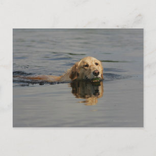 Golden Retriever zwemmen Briefkaart