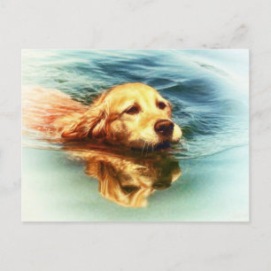 Golden Retriever zwemmen - Briefkaart voor de Dog 