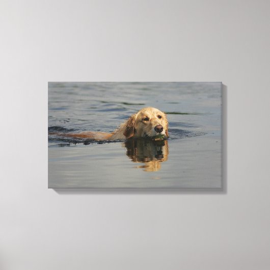 Golden Retriever zwemmen Canvas Afdruk (Voorkant)