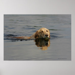 Golden Retriever zwemmen Poster