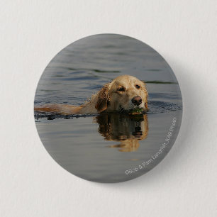 Golden Retriever zwemmen Ronde Button 5,7 Cm