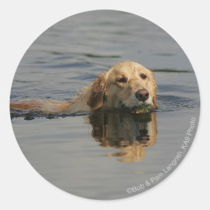 Golden Retriever zwemmen Ronde Sticker