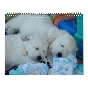 Golden Retrievers 2019 Kalender