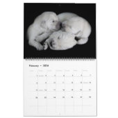 Golden Retrievers 2019 Kalender (Feb 2026)
