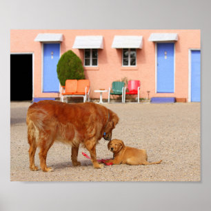 Golden Retrievers aan de blauwe zwaluw Poster