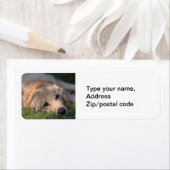 Golden Retriver Rust in het gras Foto Etiket (Insitu)