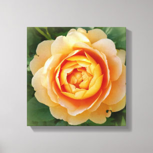 Golden roos canvas afdruk