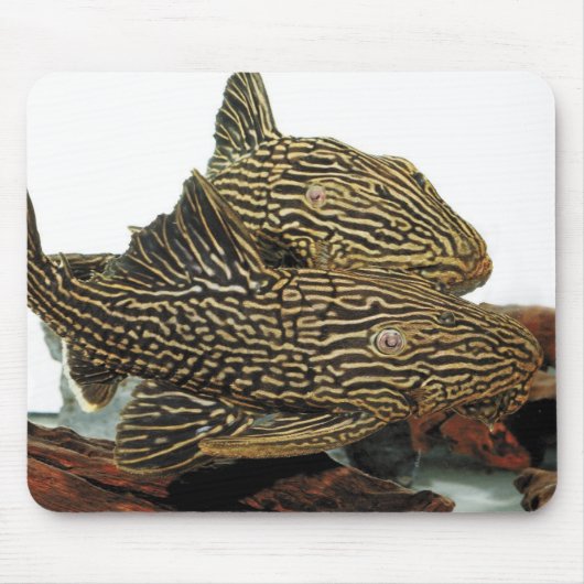 Golden Royal Plecoのマウスパッド Muismat (Voorkant)