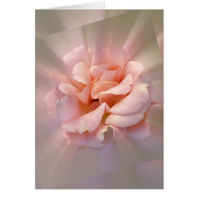 Golden roze (Voorkant)