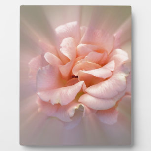 Golden roze fotoplaat