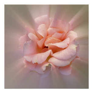 Golden roze perfect poster