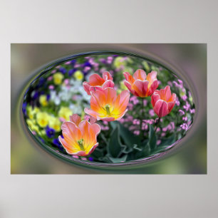 Golden roze tulpen poster